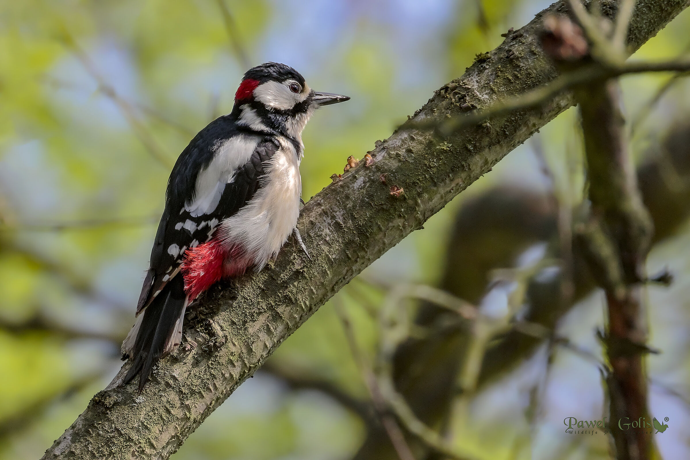 Il grande picchio maculato (Dendrocopos major)