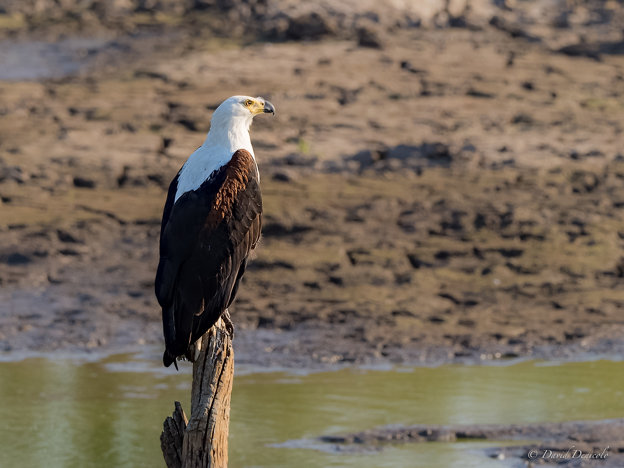 Negli occhi di una bella ragazza ci passa un mondo