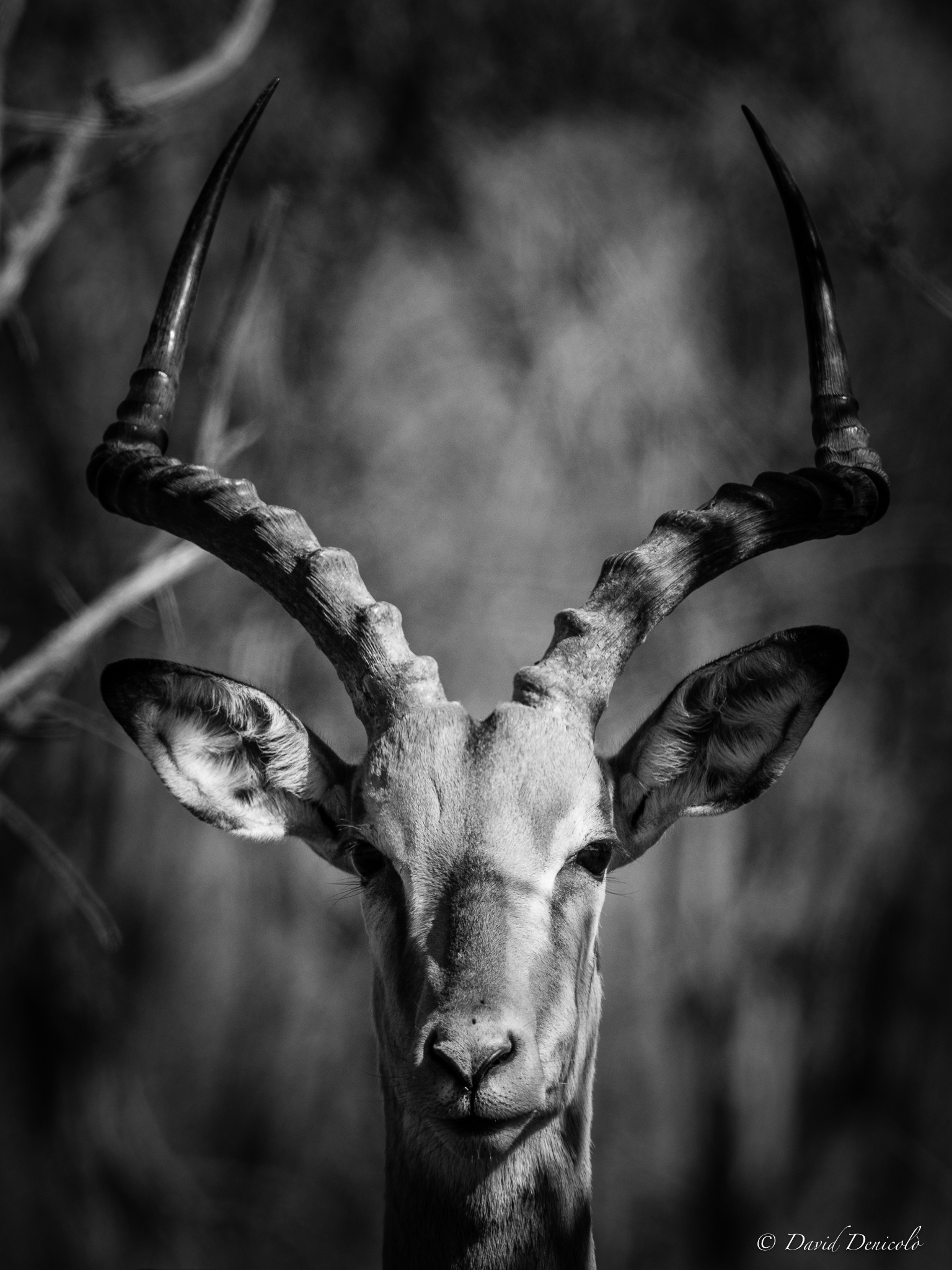 Impala