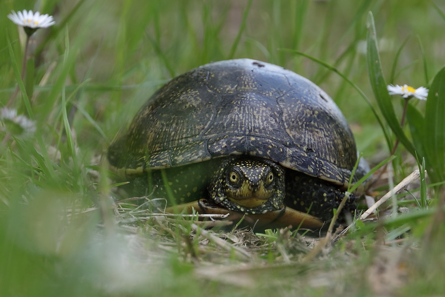 European Marsh Turtle