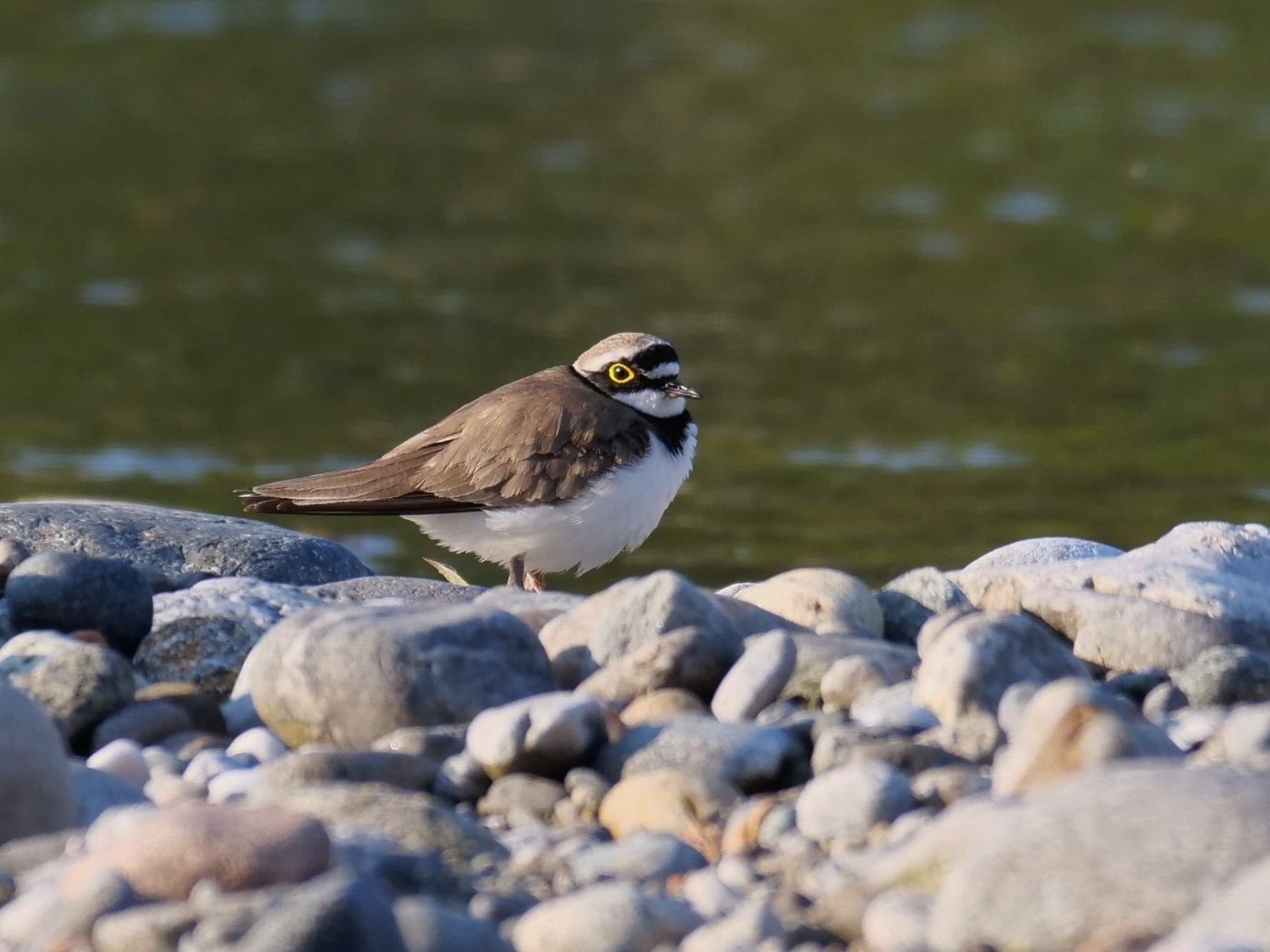Corriere piccolo (Charadrius dubius)
