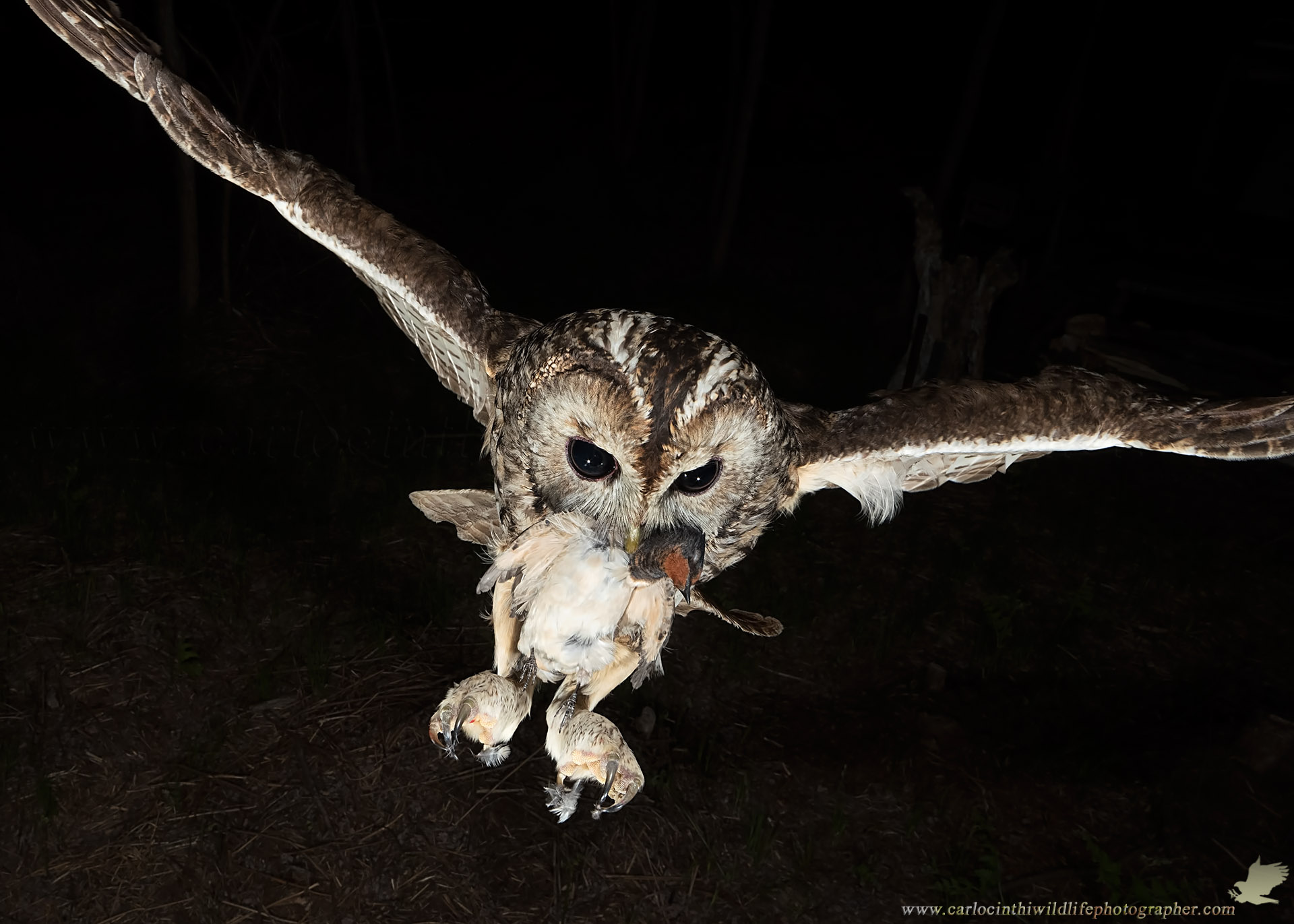 TAWNY OWL WITH PREY