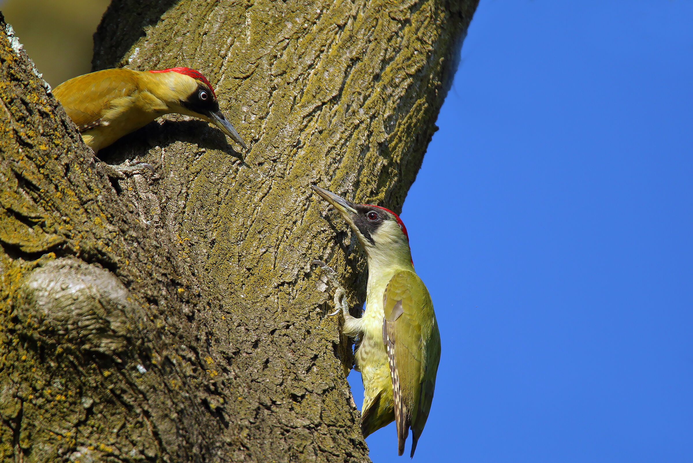 Discussions between Comediers....