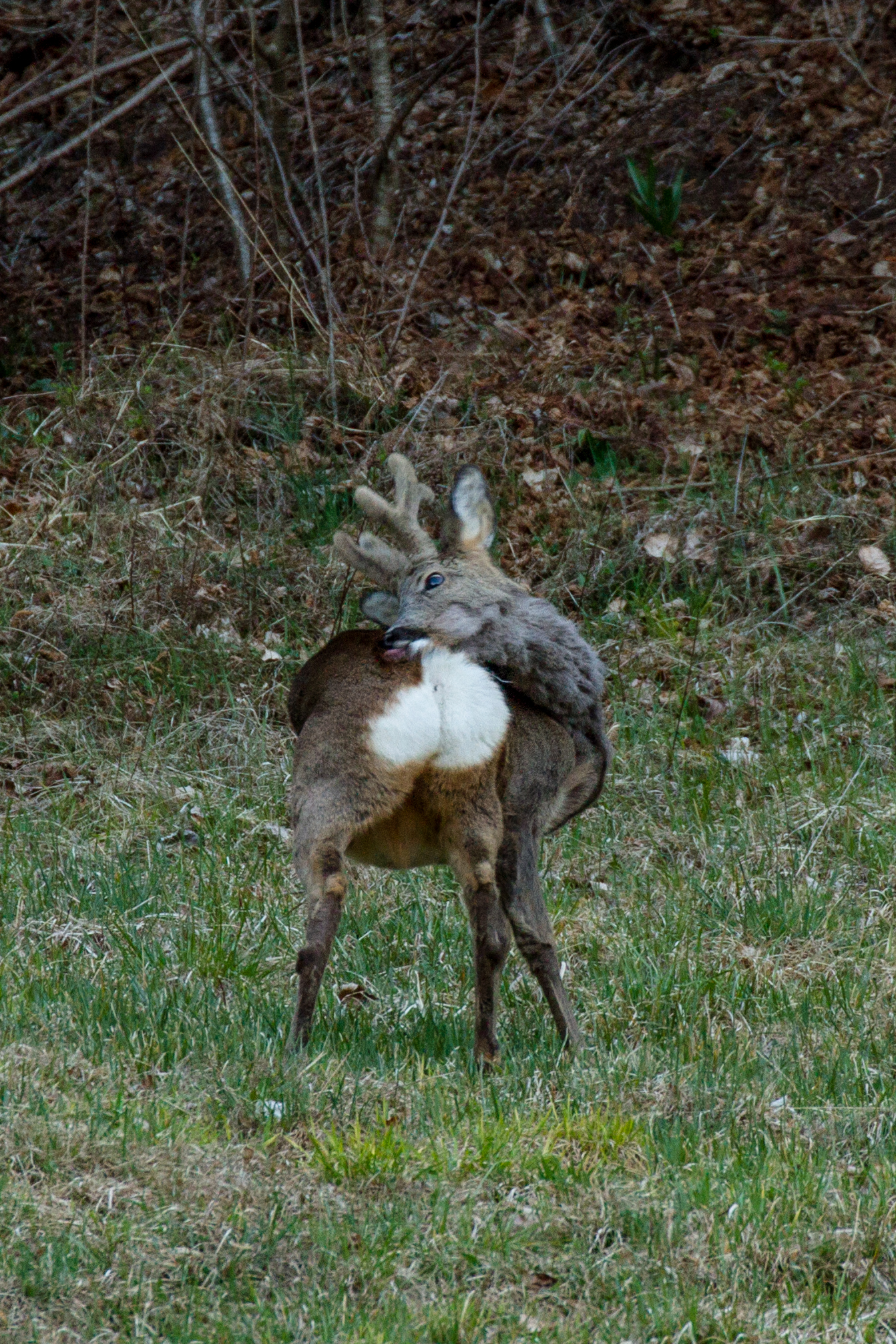 pulizia di primavera