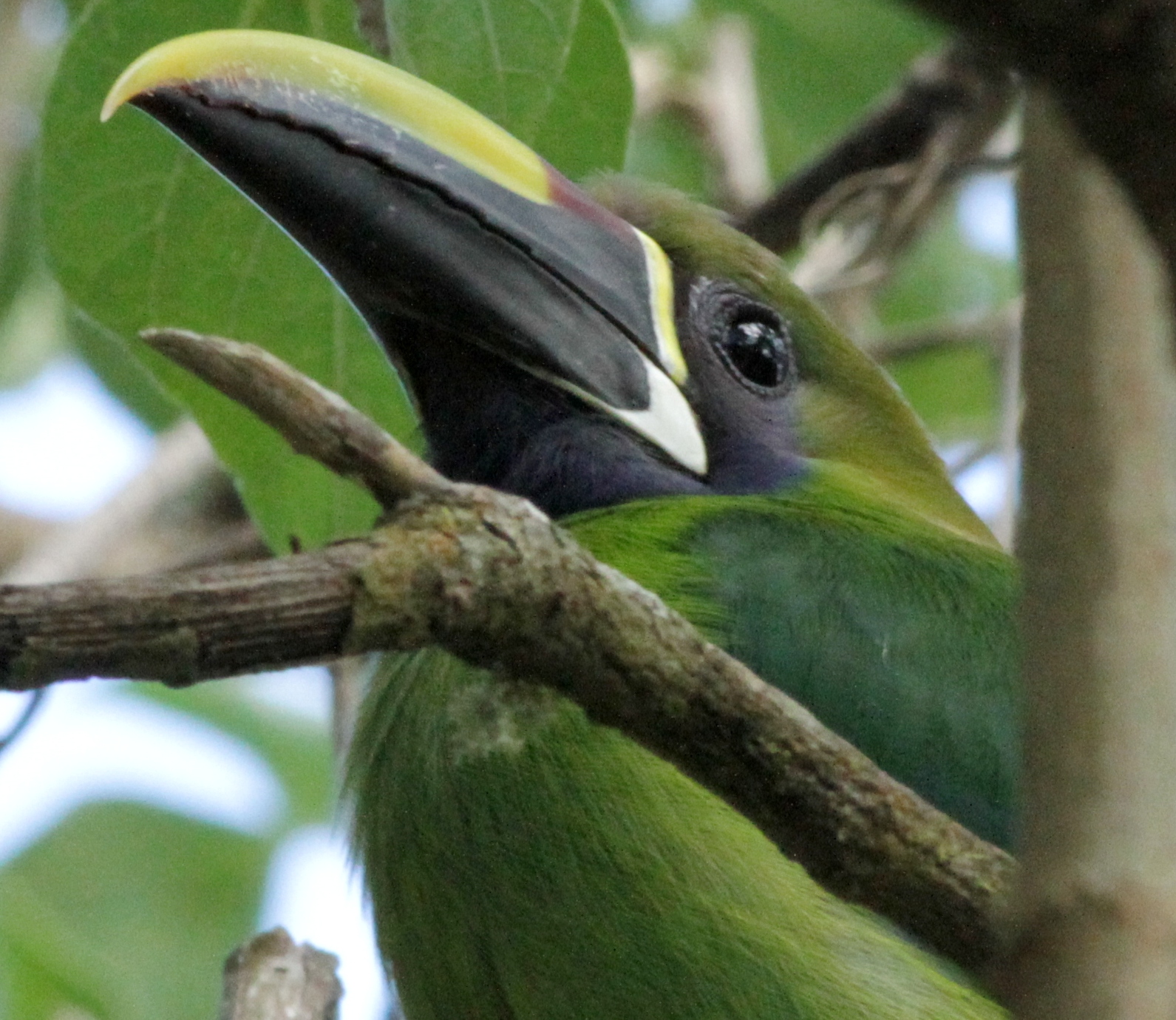 Emerald Toucanet