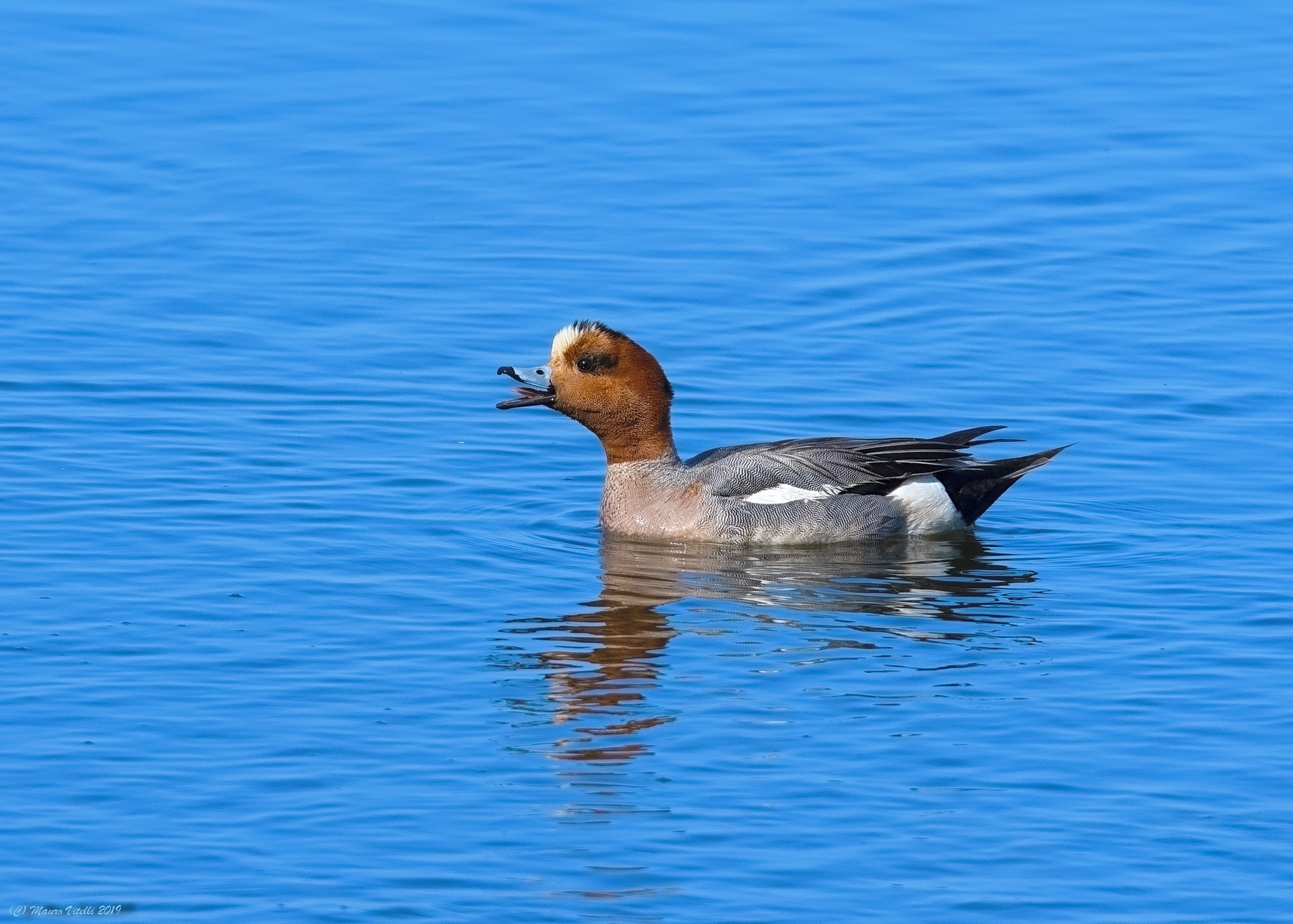 Male Wigeon (Anas Penelope)