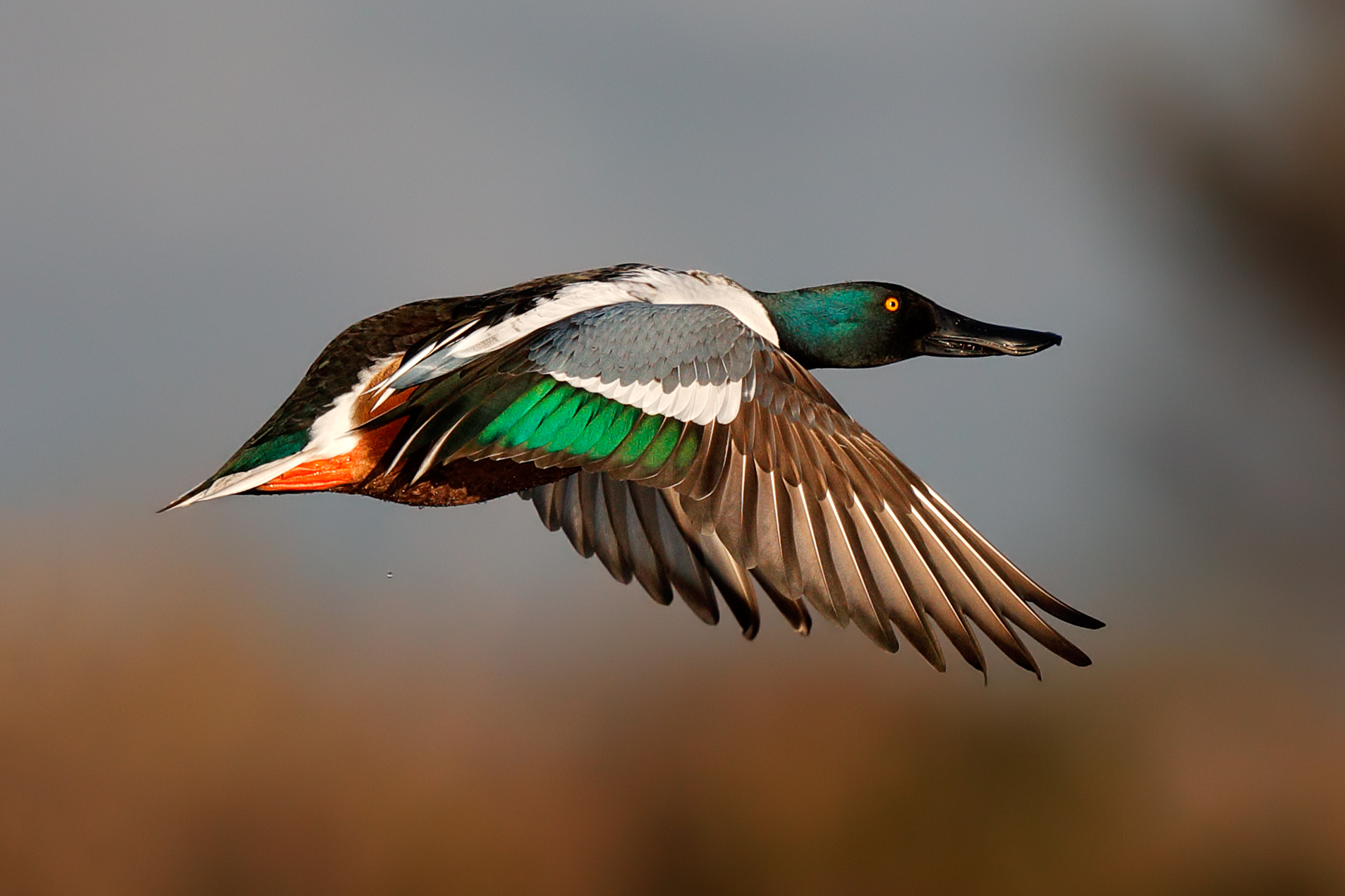 Gioiello di palude - Mestolone in volo