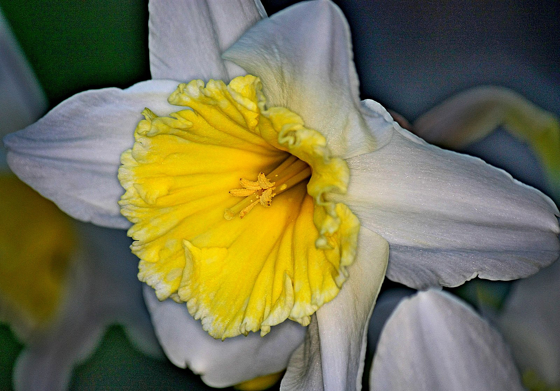 Narcissus 450D 2013