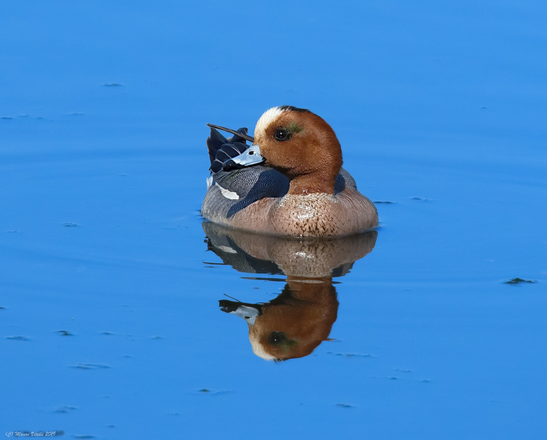 Male Wigeon (Anas Penelope)