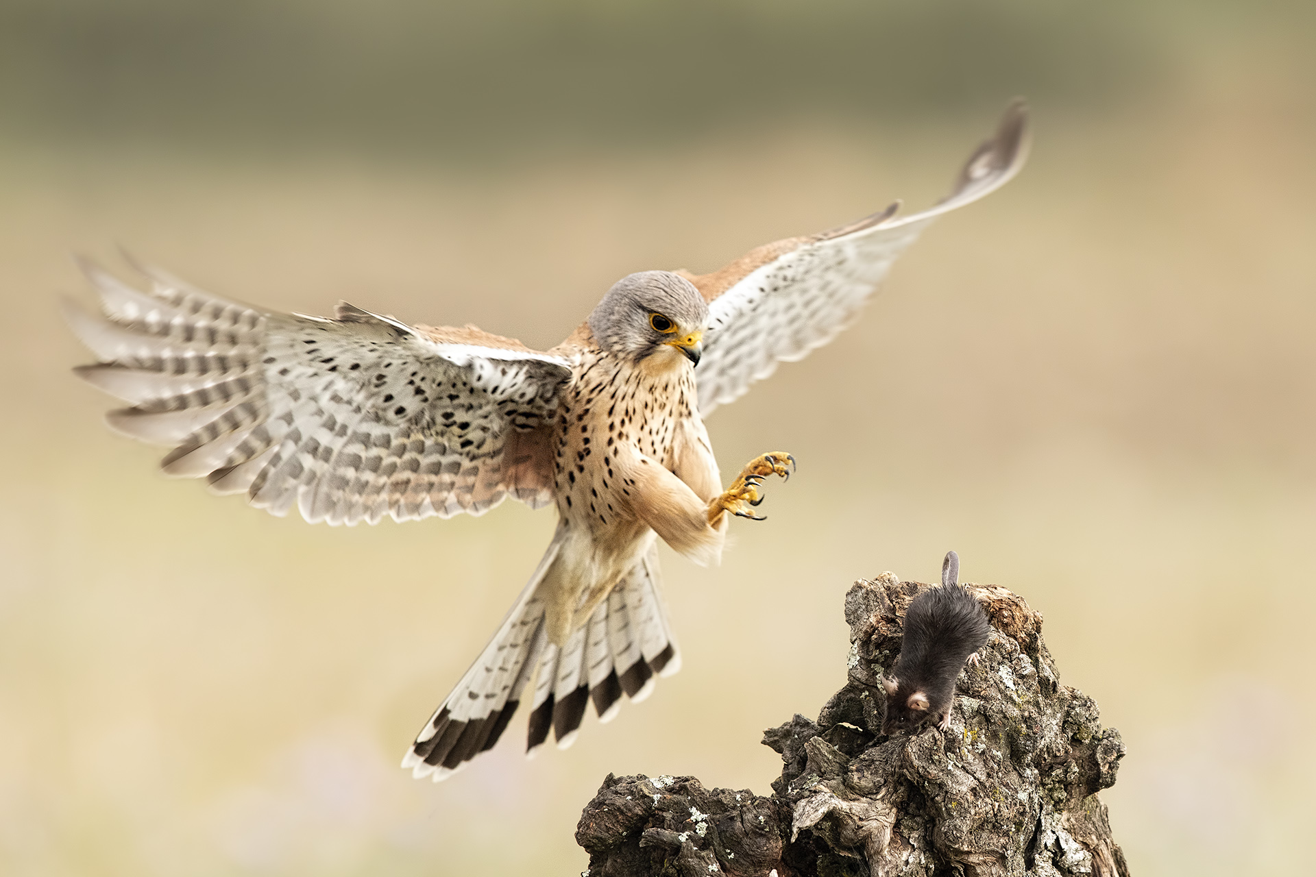 Gheppio in caccia