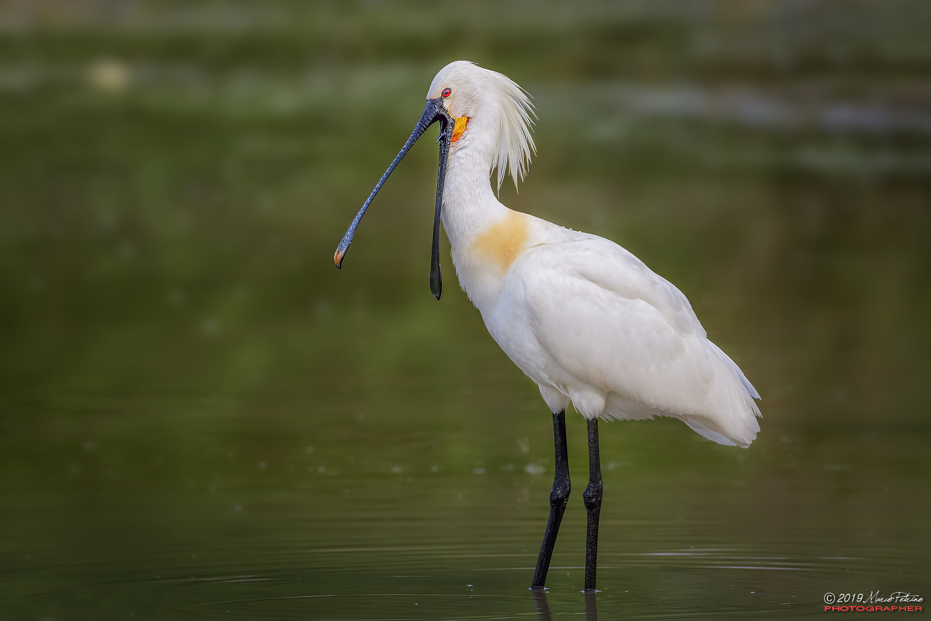 Spatula (Platalea leucorodia)-Eurasian bees