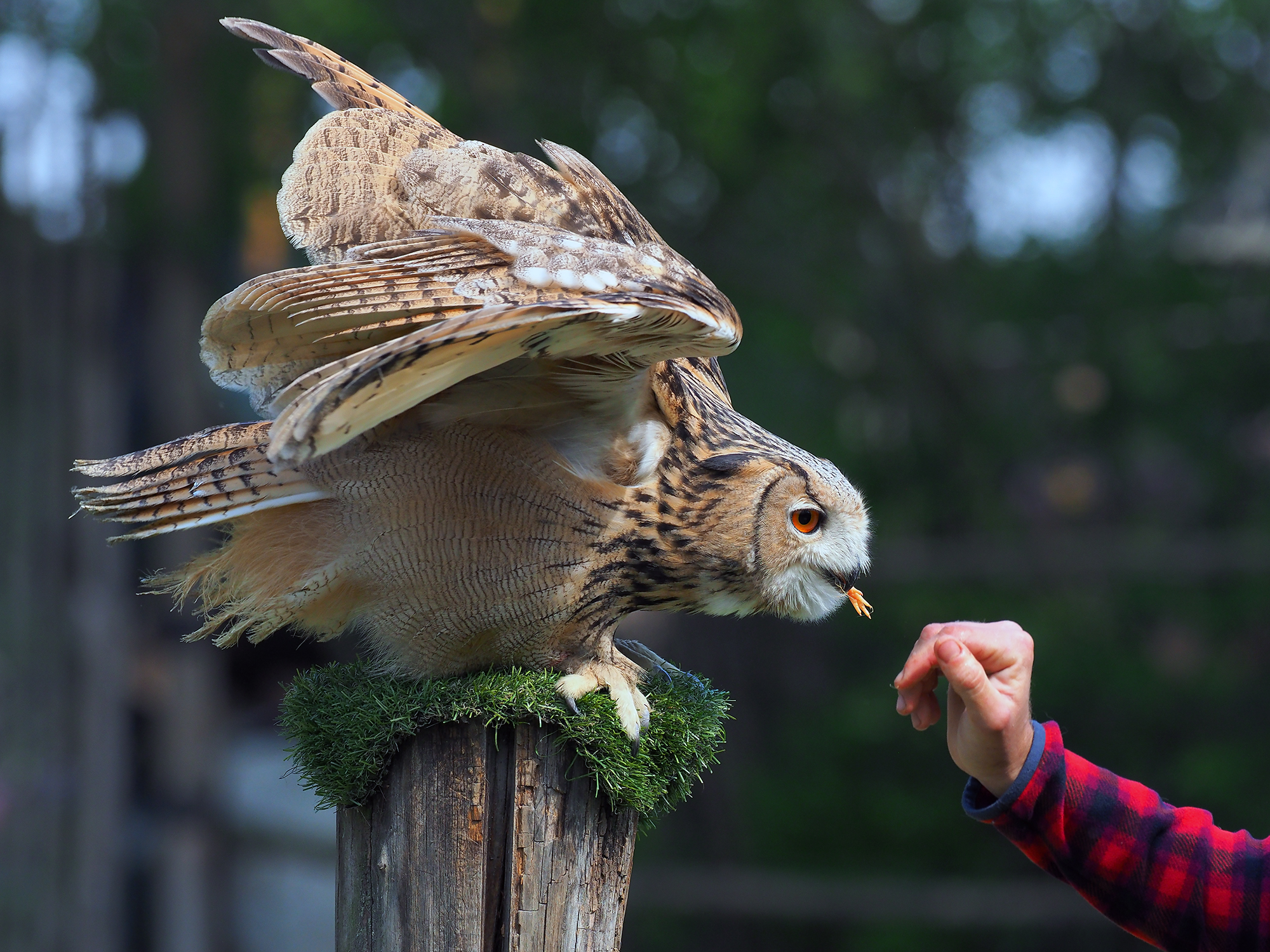 Falconry