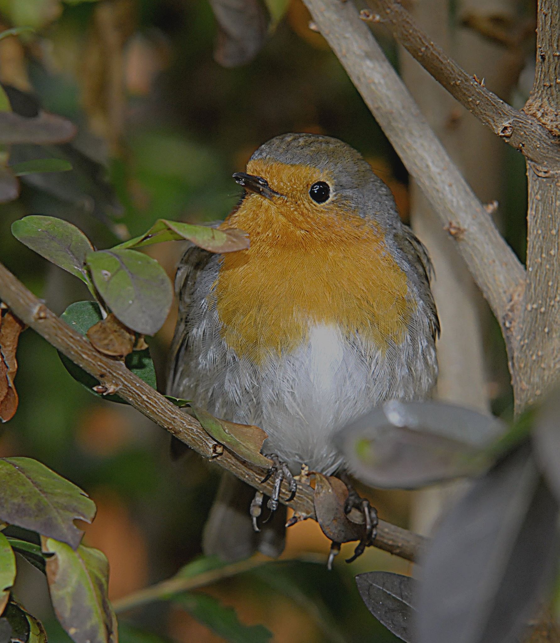 Robin
