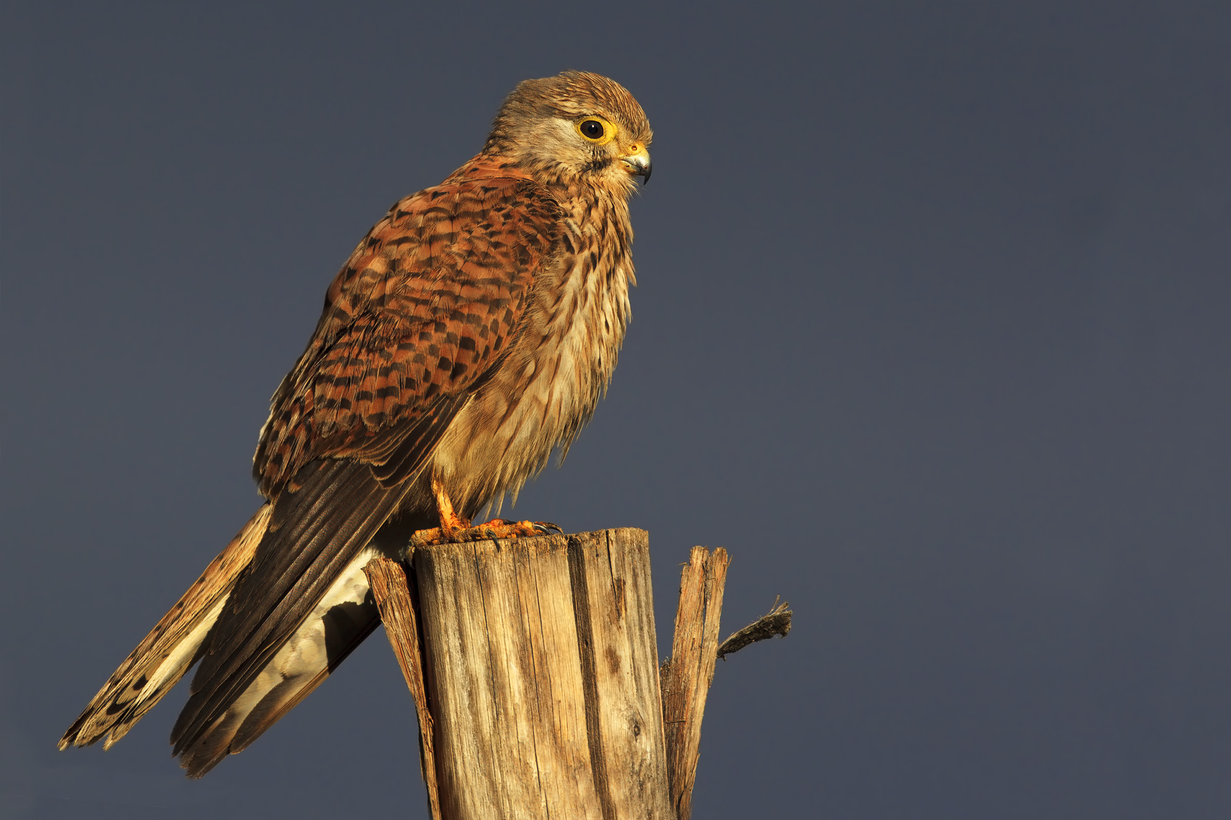 the model Kestrel