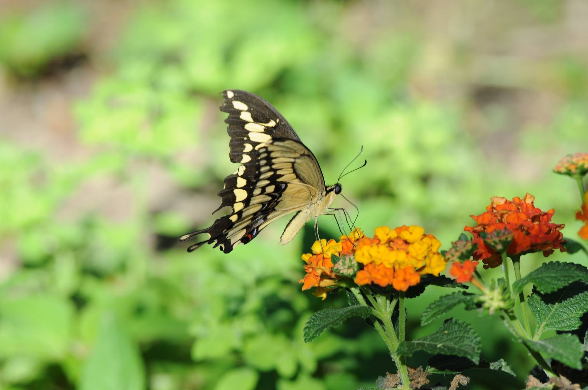 Butterflies 1