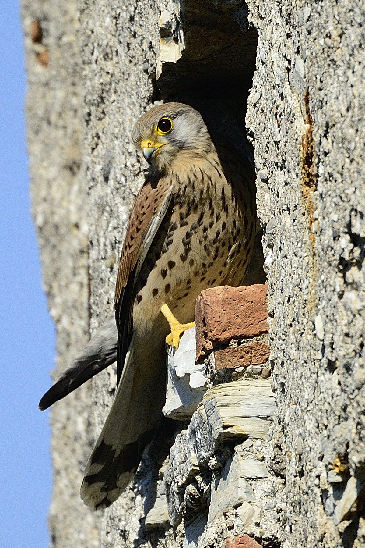 Kestrel