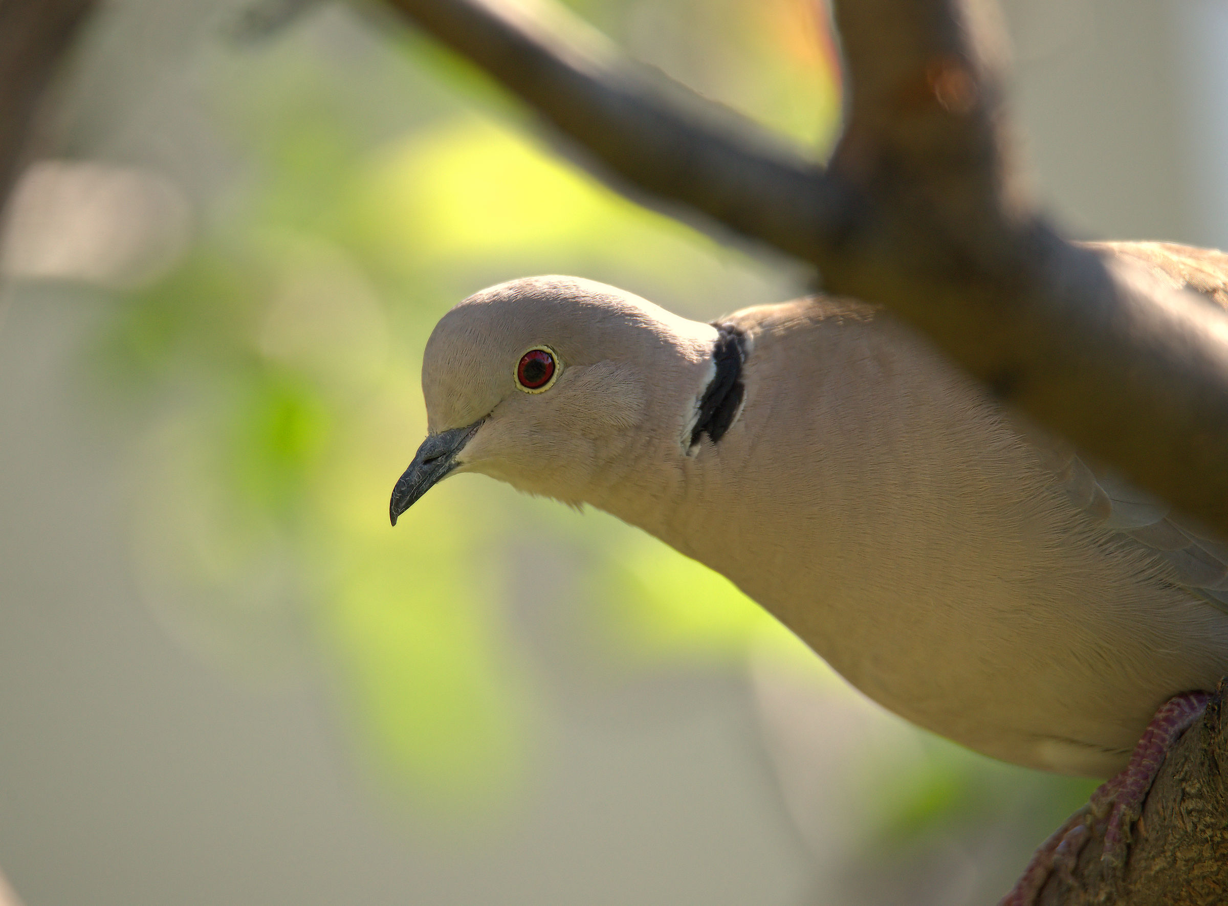 Collared Turtledove