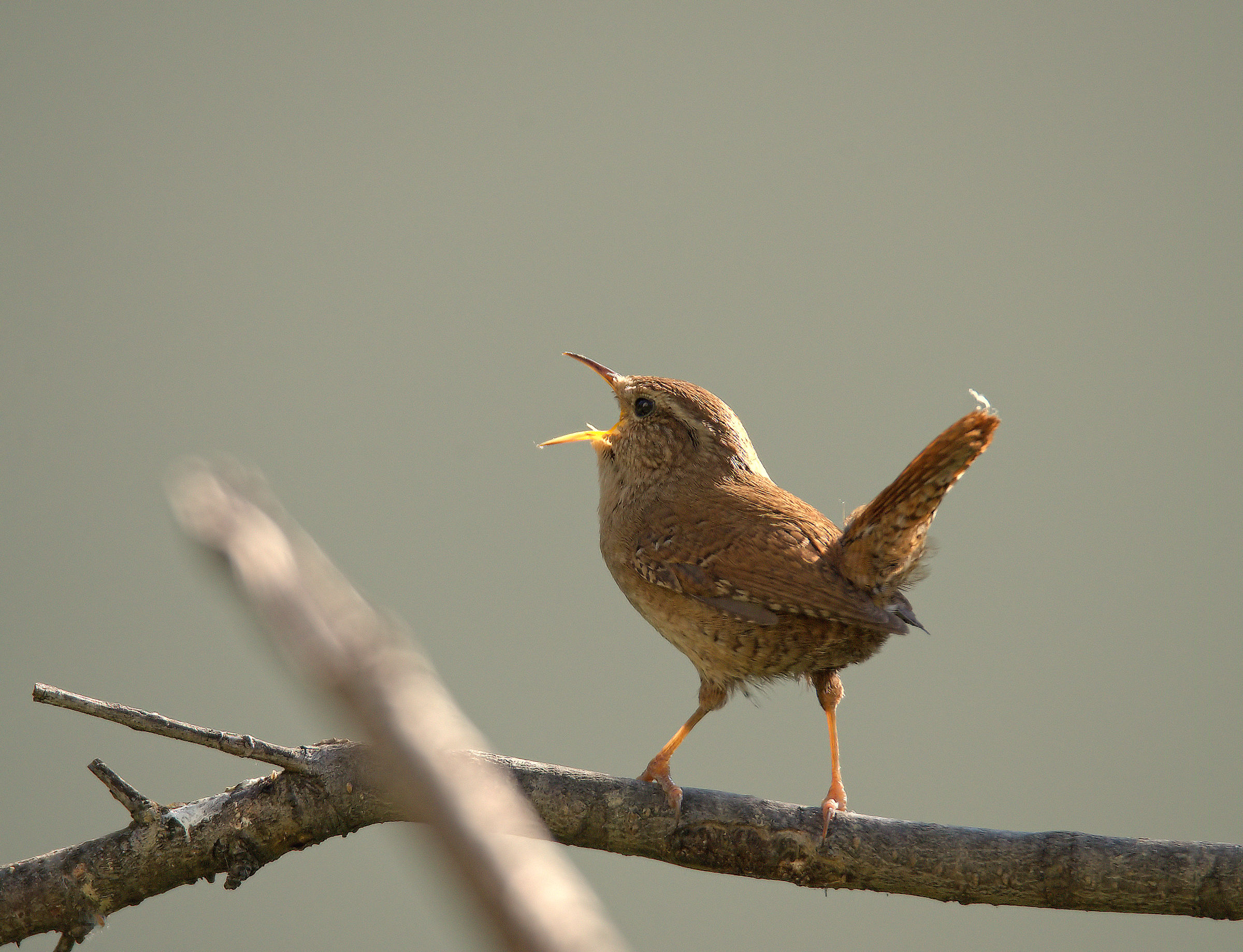 Wren