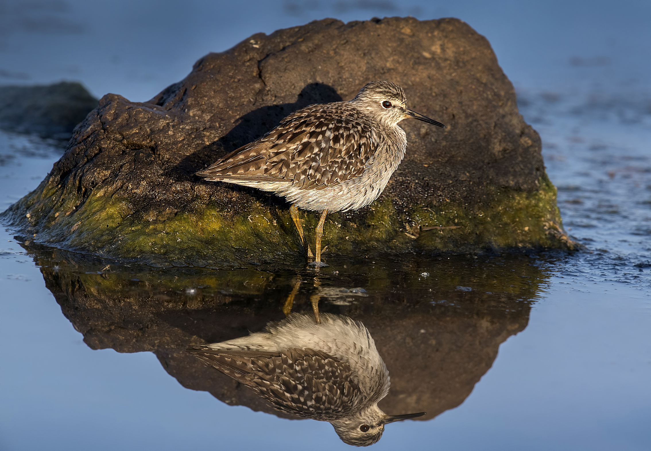 boschereccio specchiato