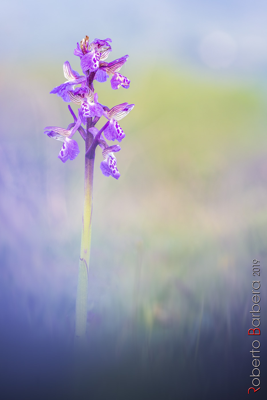 Anacamptis morio