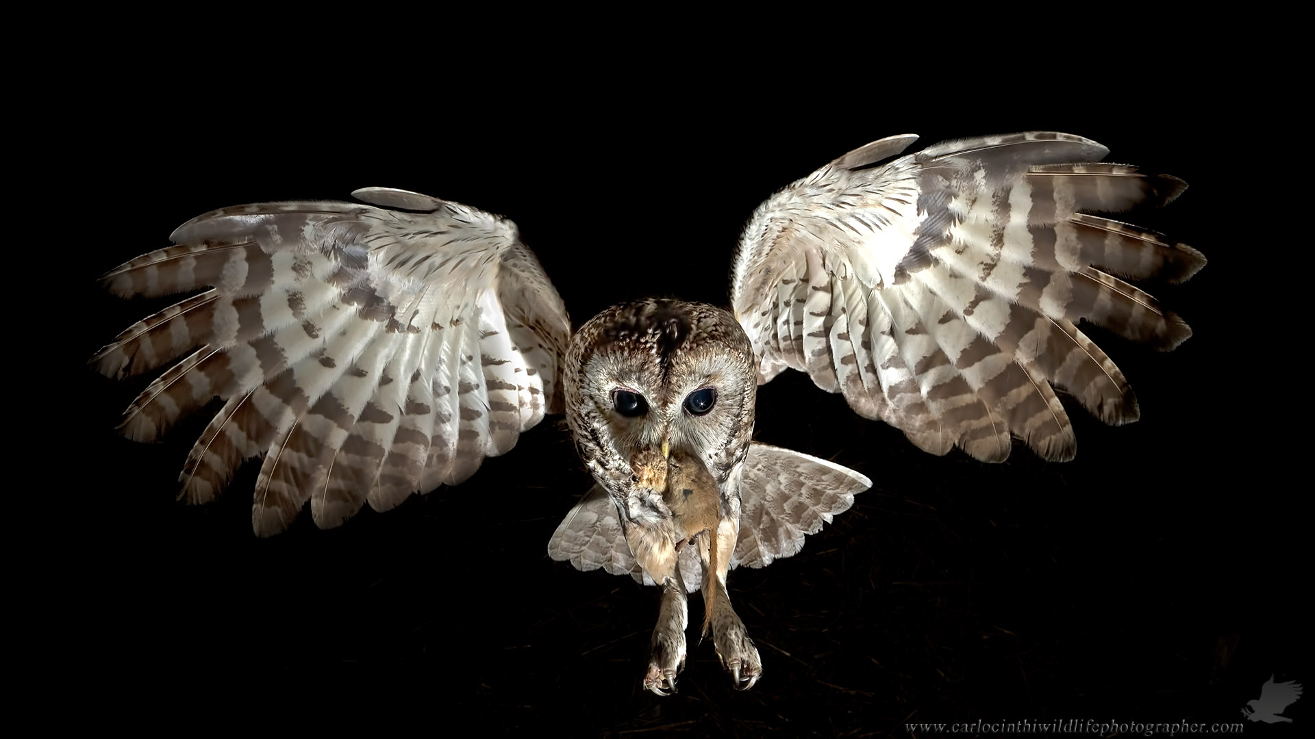 TAWNY OWL WITH PREY