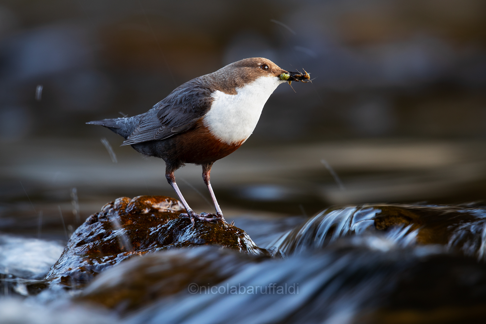 The Dipper