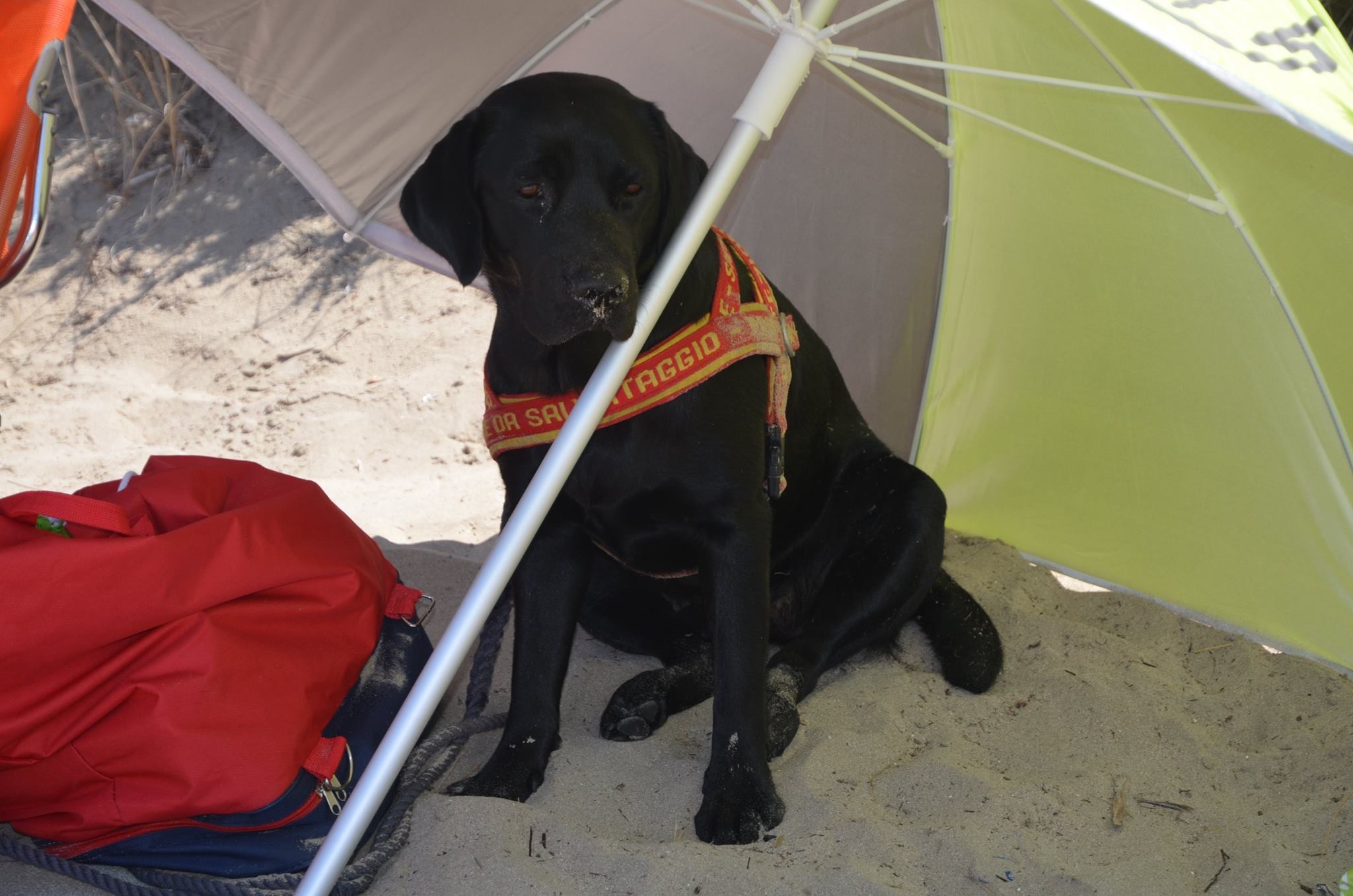 And Now let's see if there's someone to save today