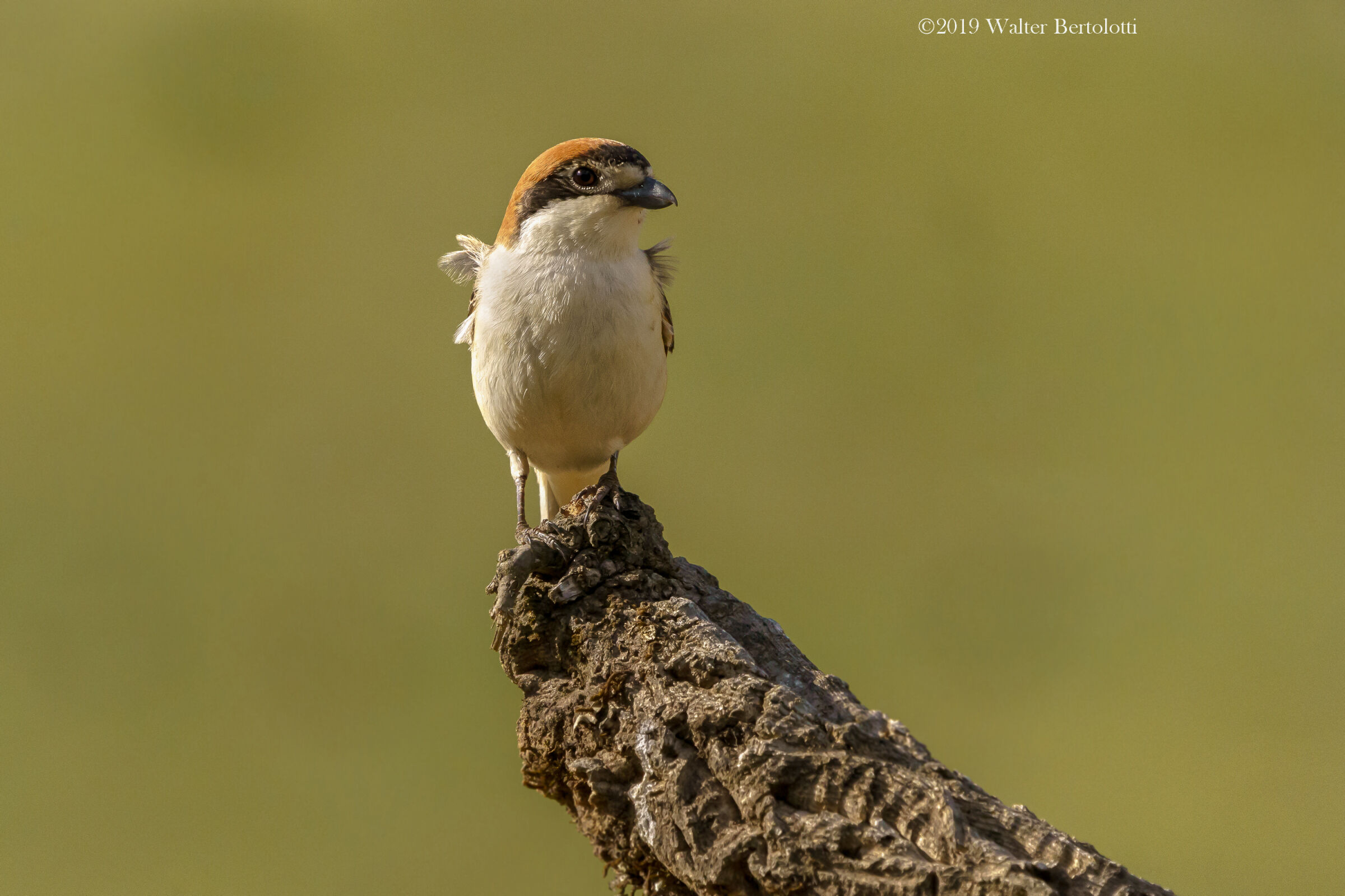 il primo sole del mattino