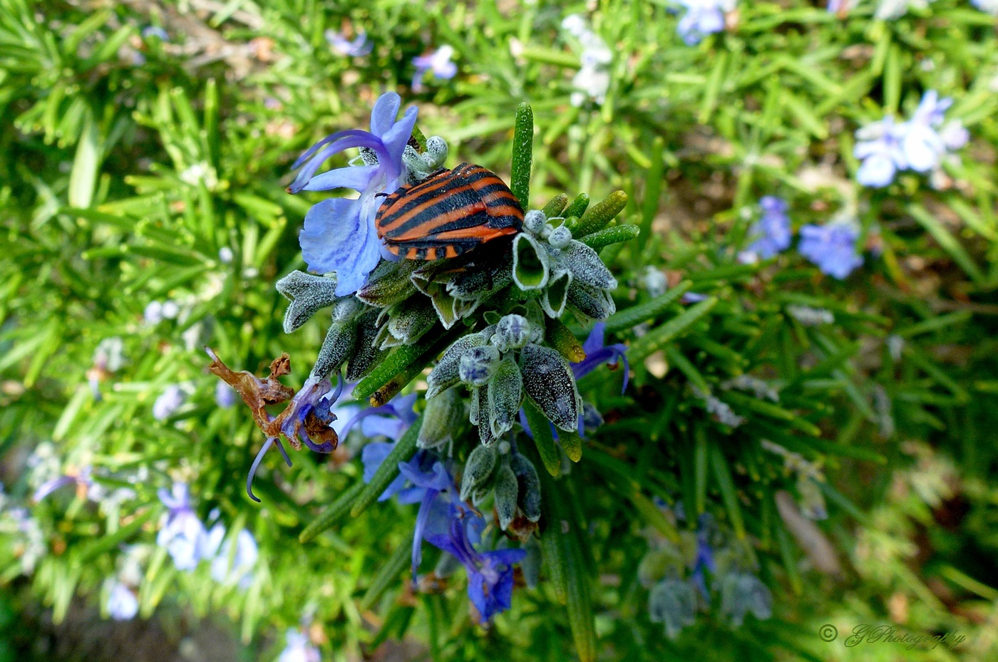 Ospite di Primavera2