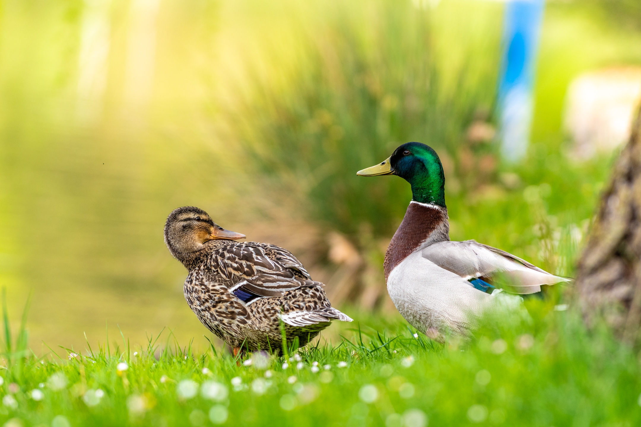 Ducks on the River Adda