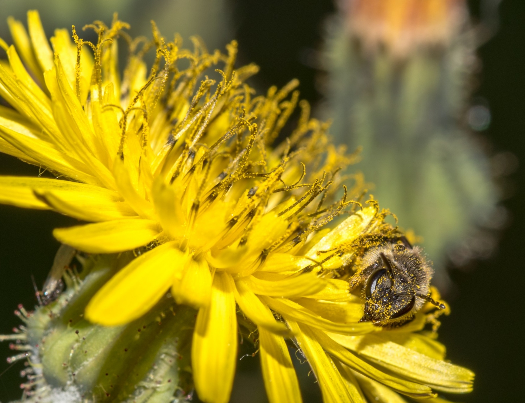Bottinatrice su tarassaco