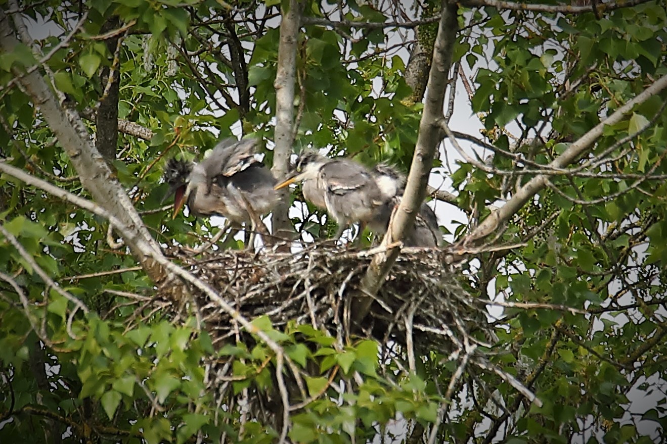 Young Grey Herons