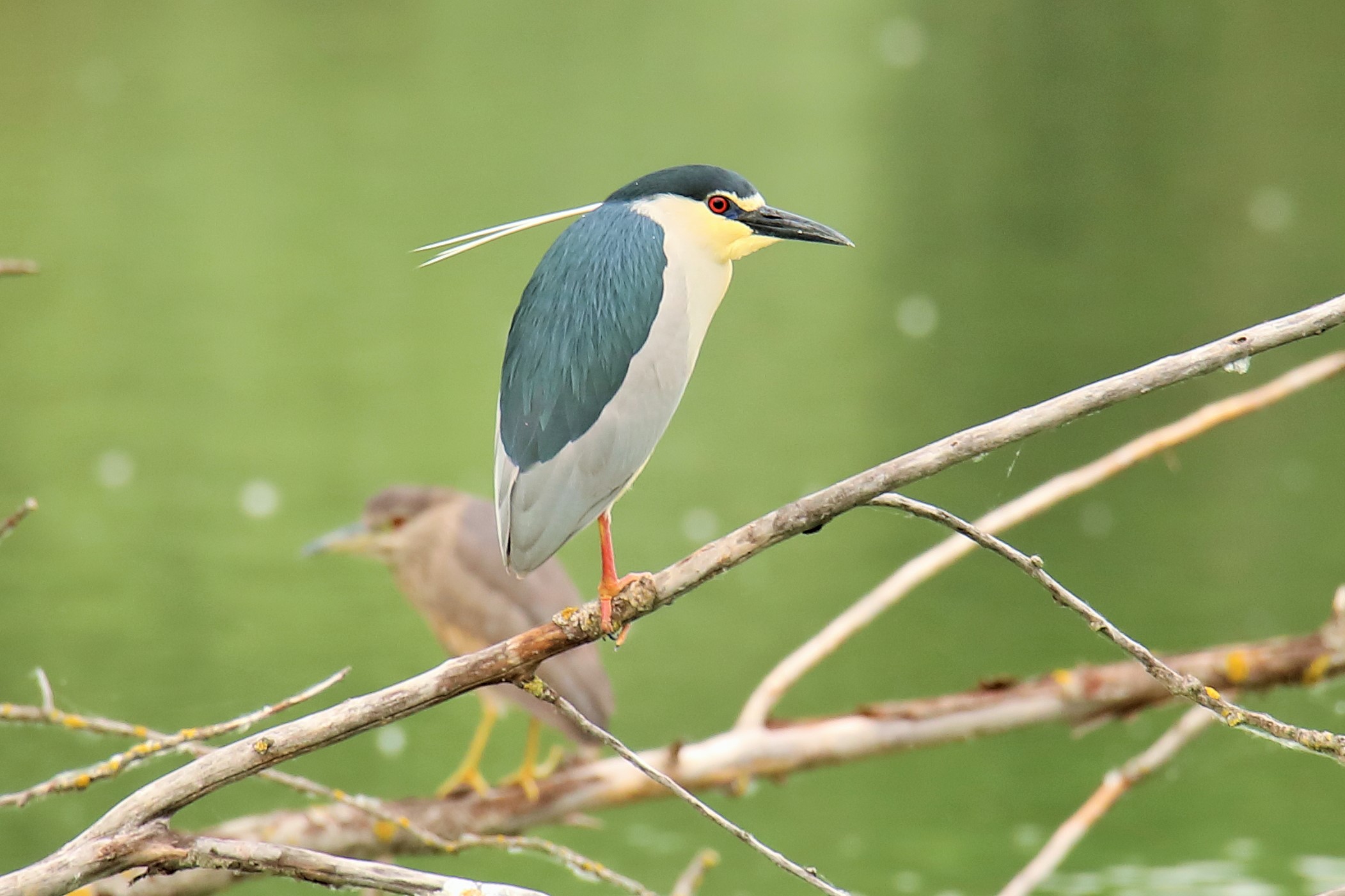 Night Heron