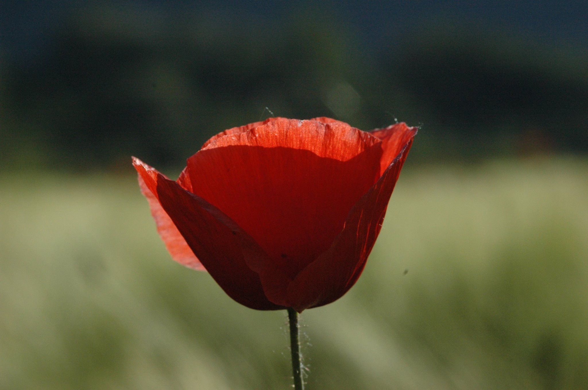 Poppy versus Light