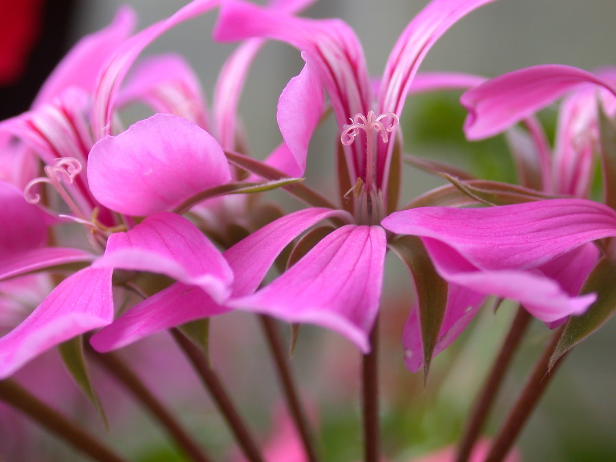 Geranium