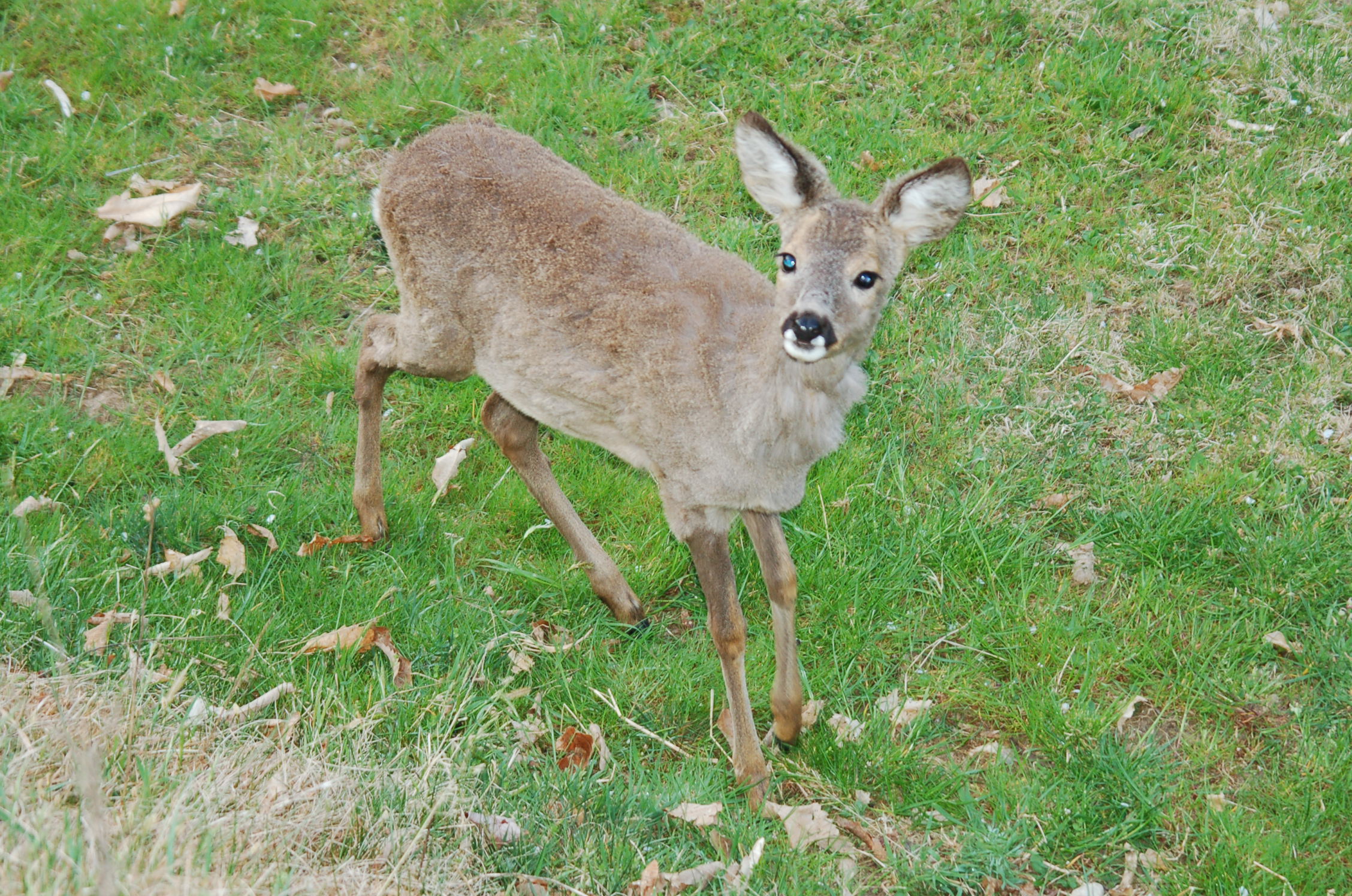 Capriolo (Capreolus capreolus) - aprile