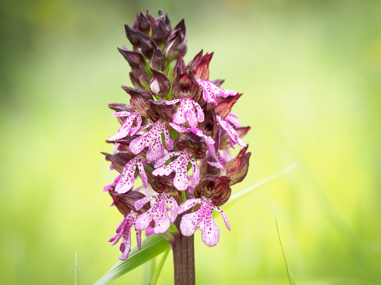 Orchis purple