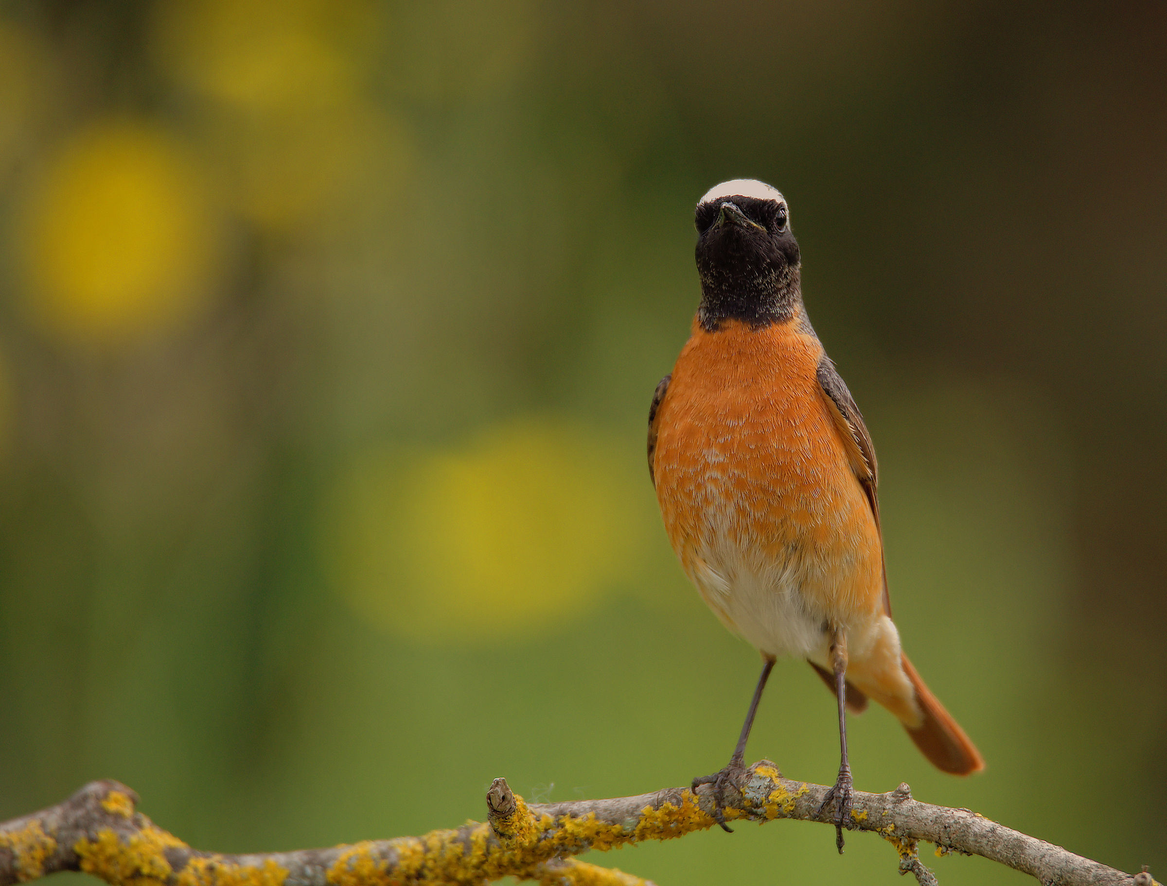 Male Common Redlight