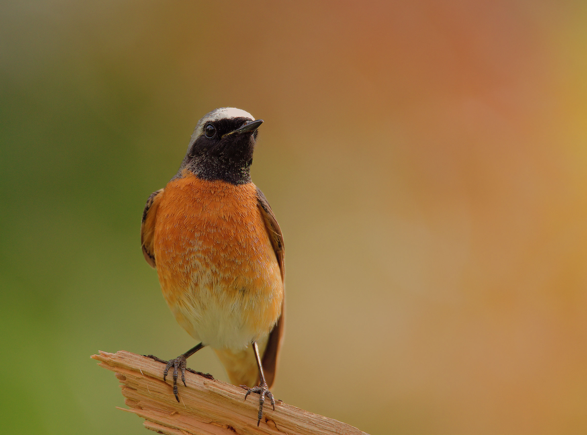 Male Common Redlight