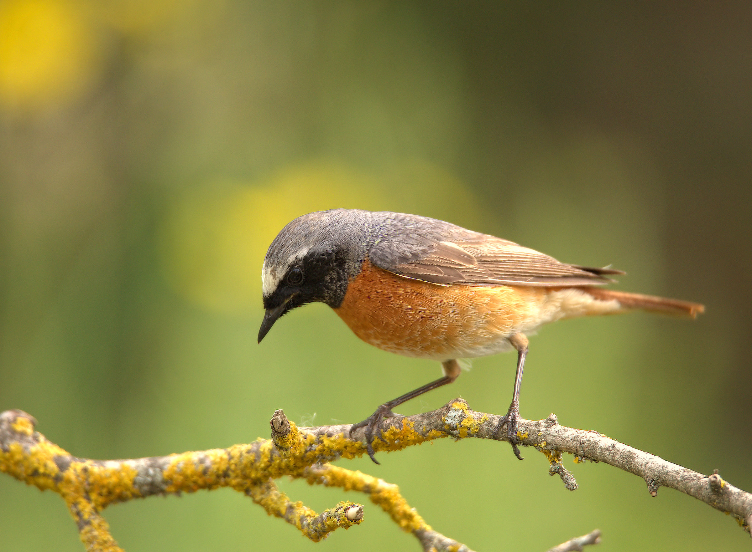 Male Common Redlight