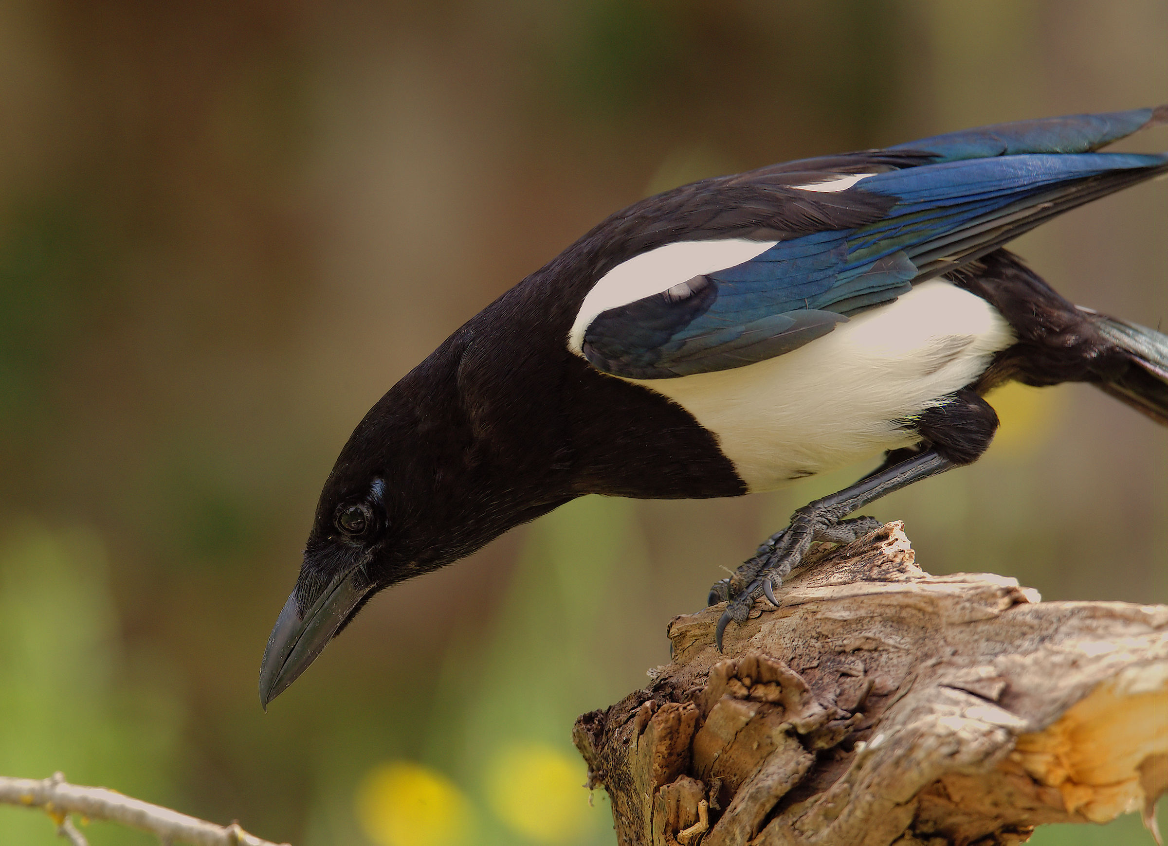 Magpie