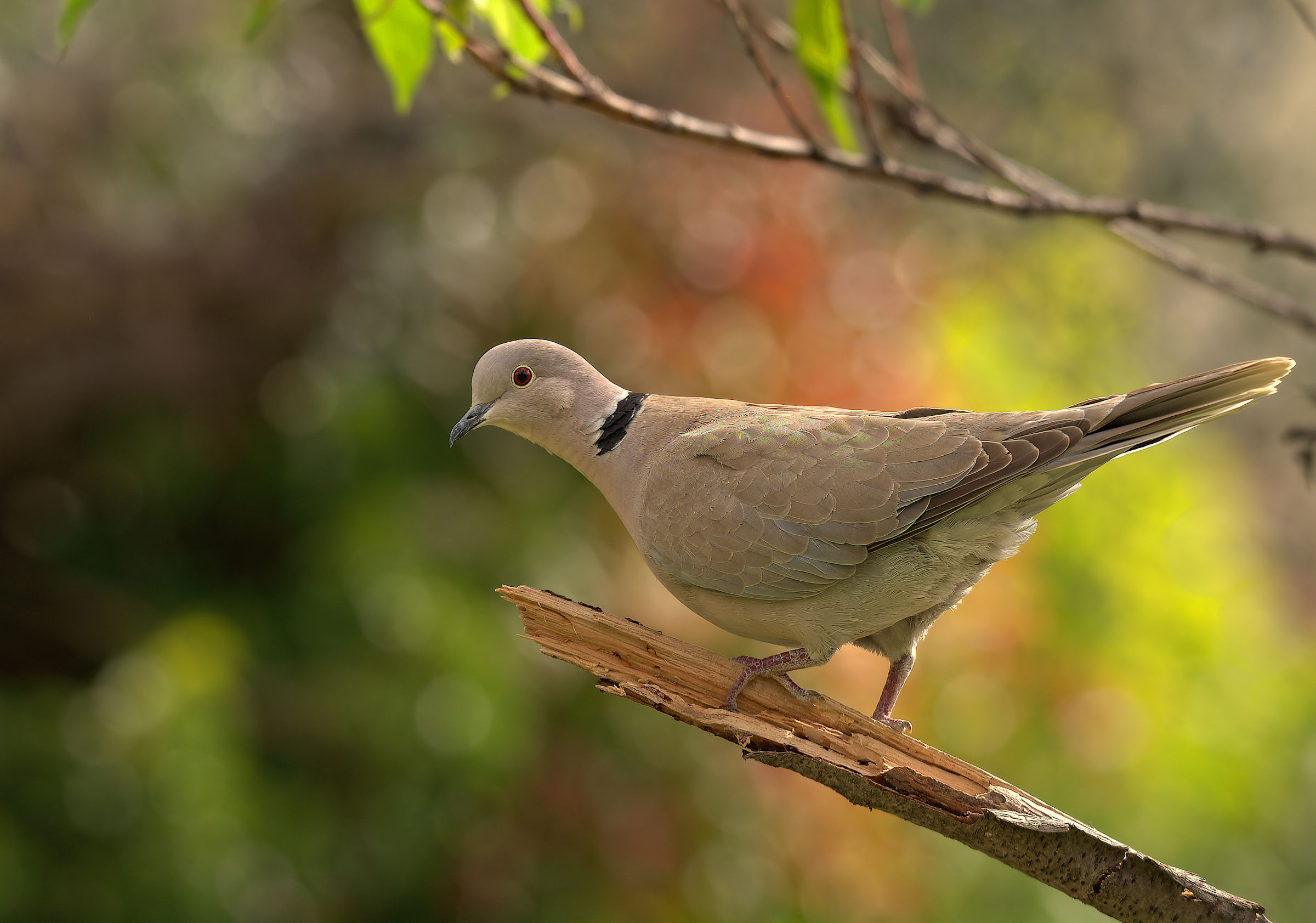Collared Turtledove
