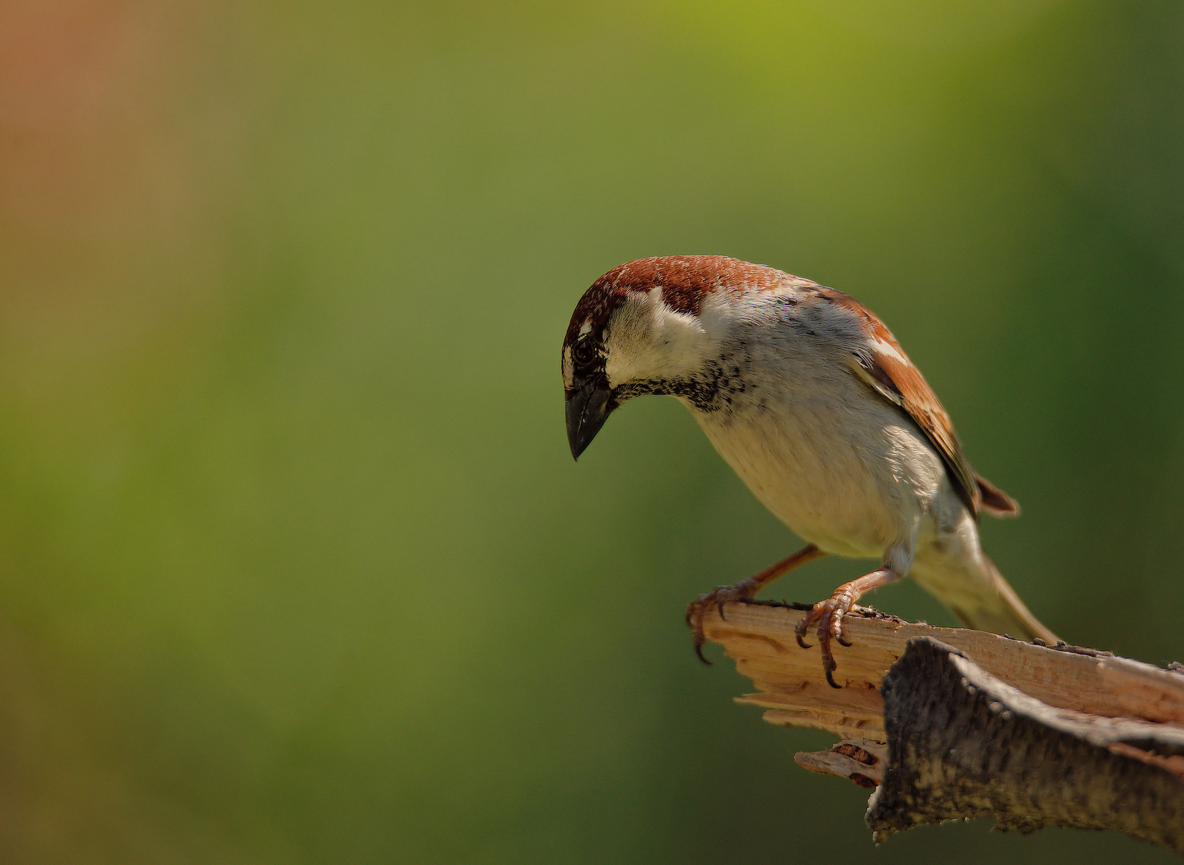 Male Sparrow of Italy