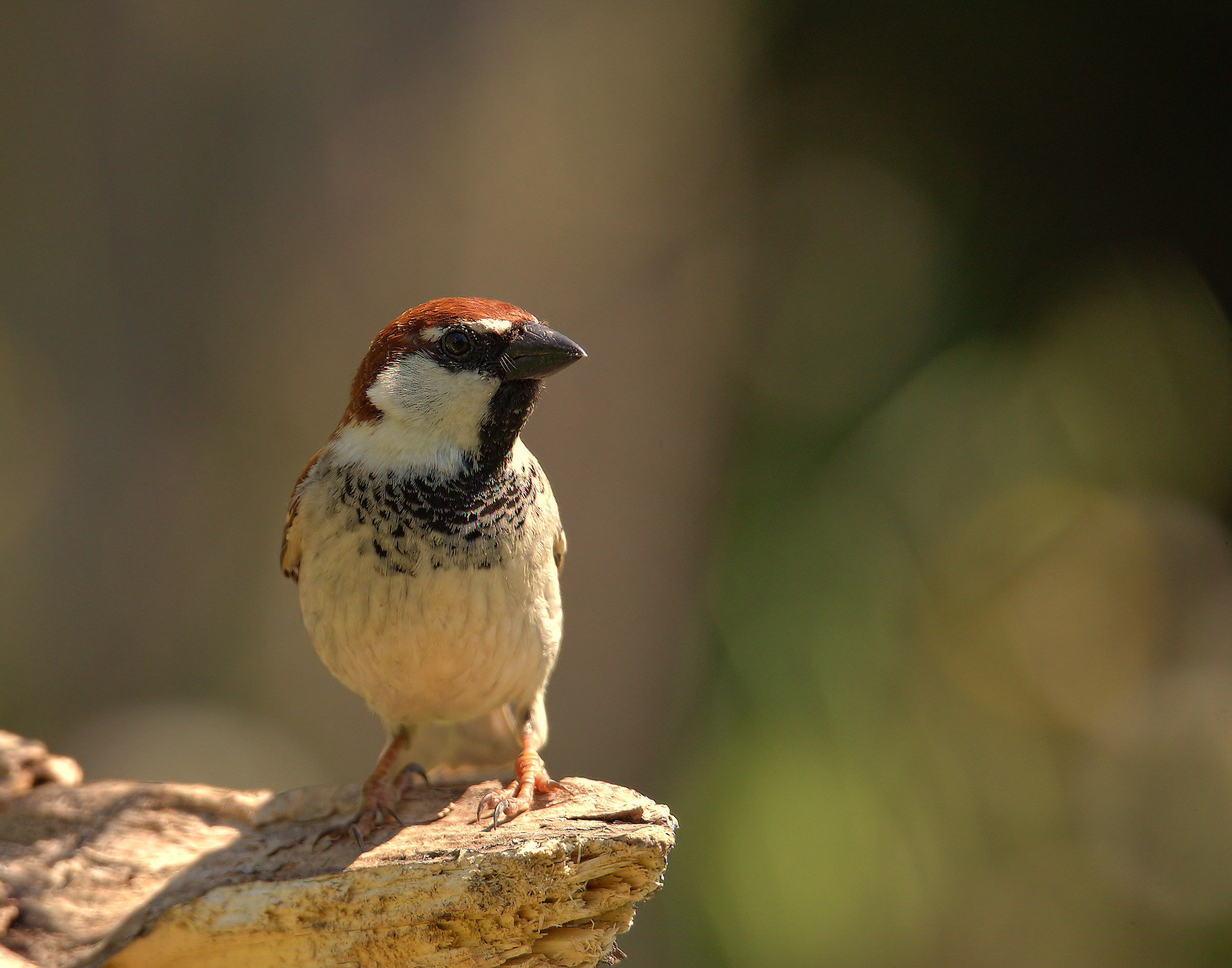 Male Sparrow of Italy