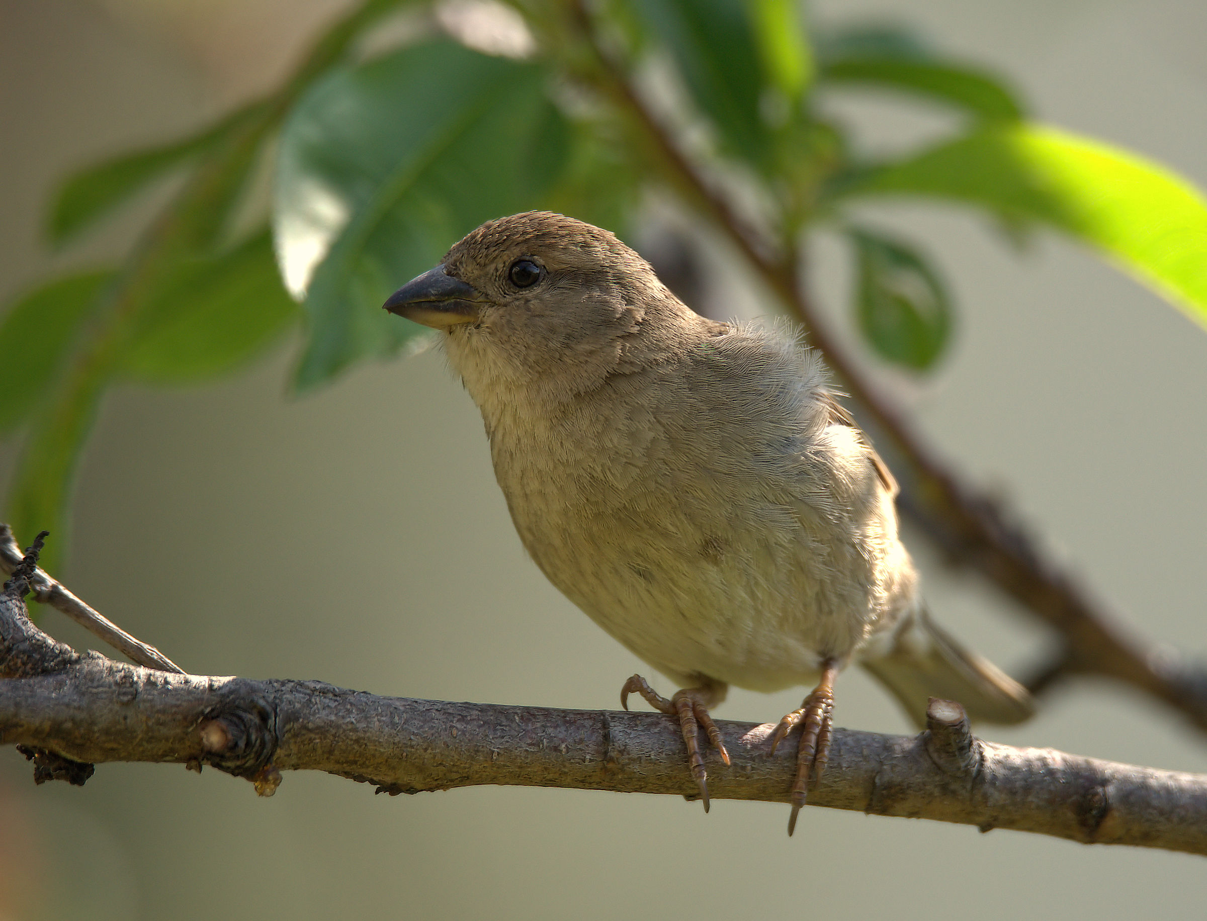 Sparrow of Italy Female