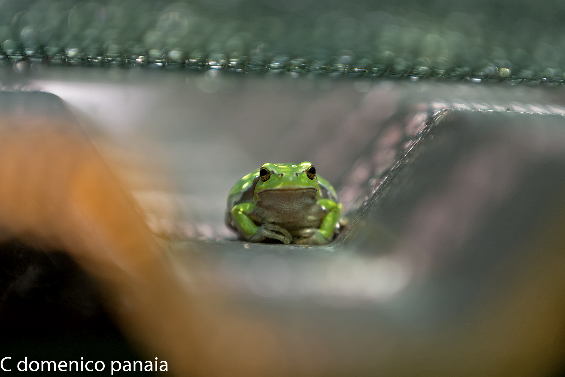 la raganella sul tetto che scotta