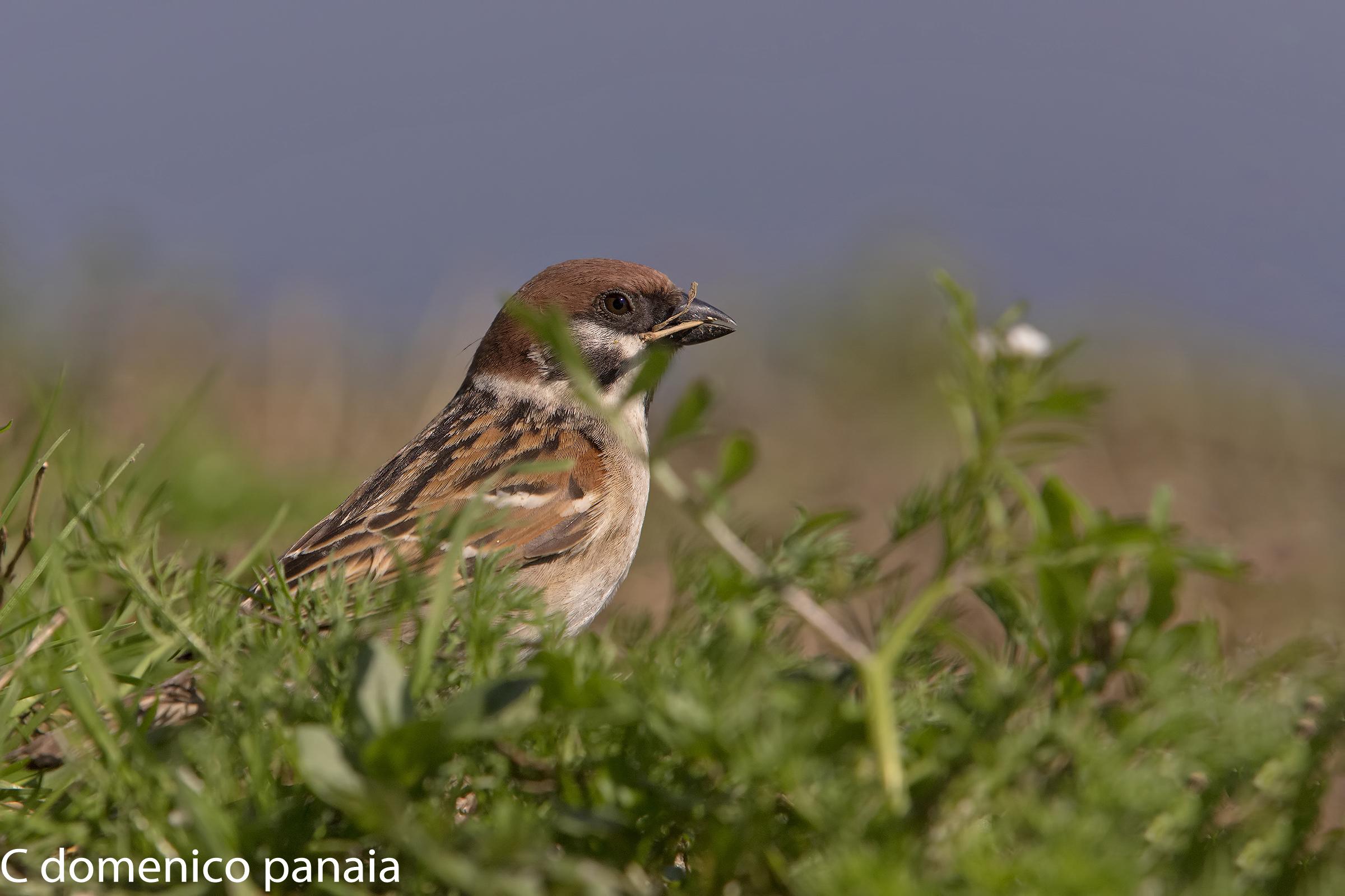 la mattugia si fa il nido