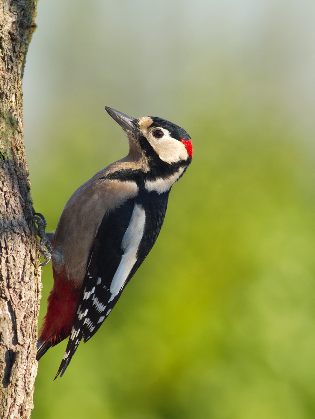 woodpecker