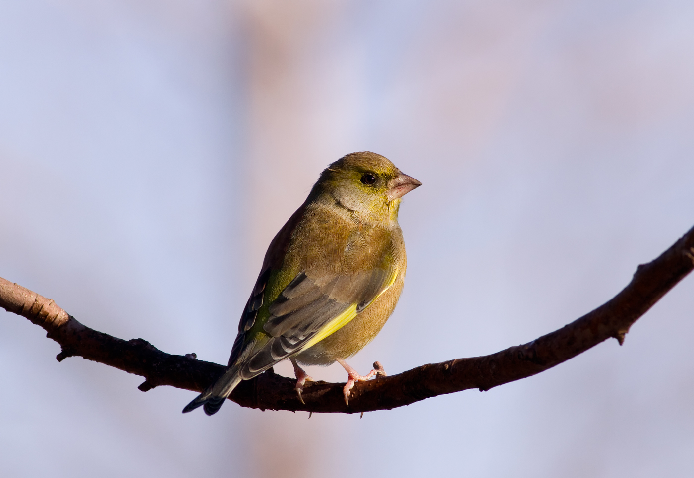 greenfinch