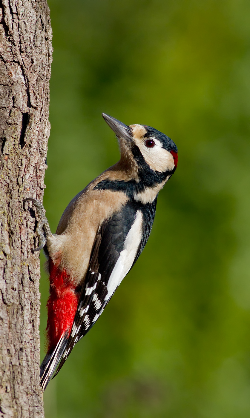 woodpecker